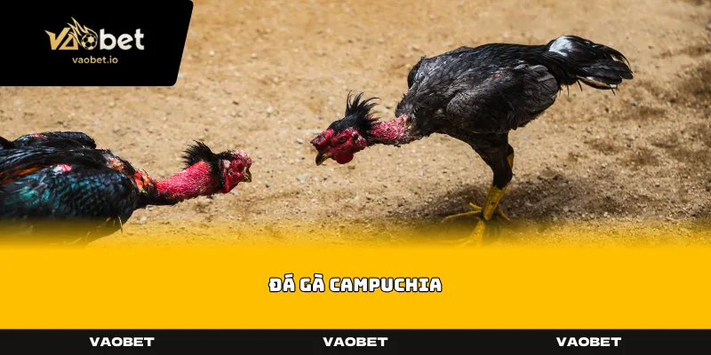 Đá Gà Campuchia