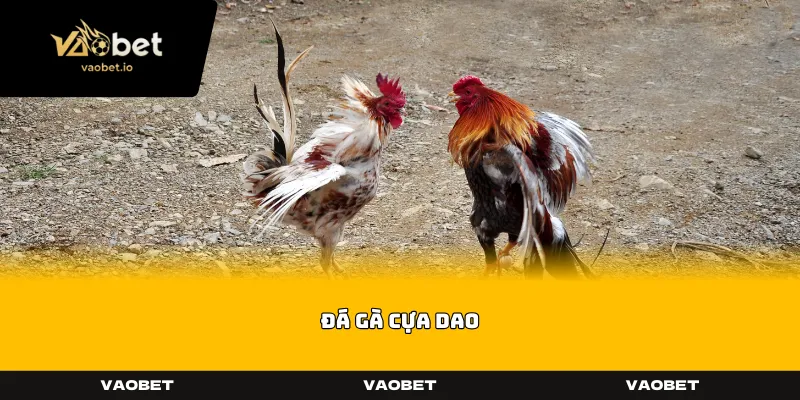 Đá Gà Cựa Dao