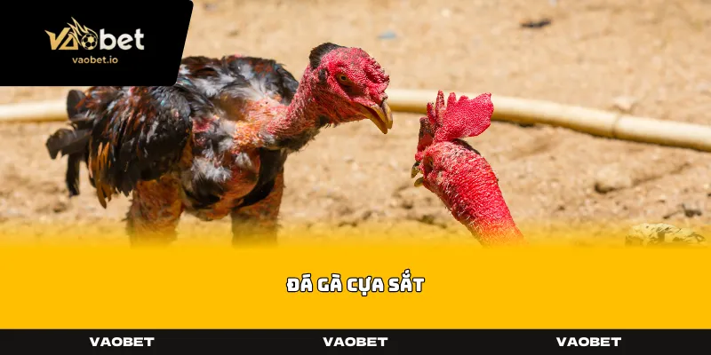Đá Gà Cựa Sắt