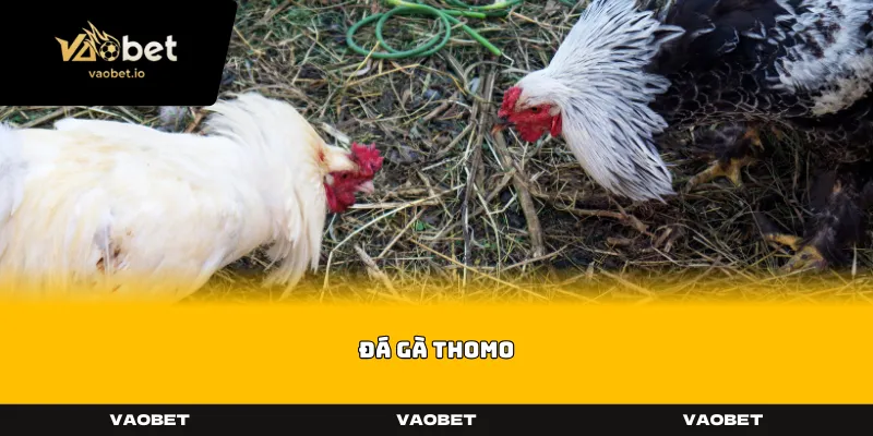 Đá Gà Thomo