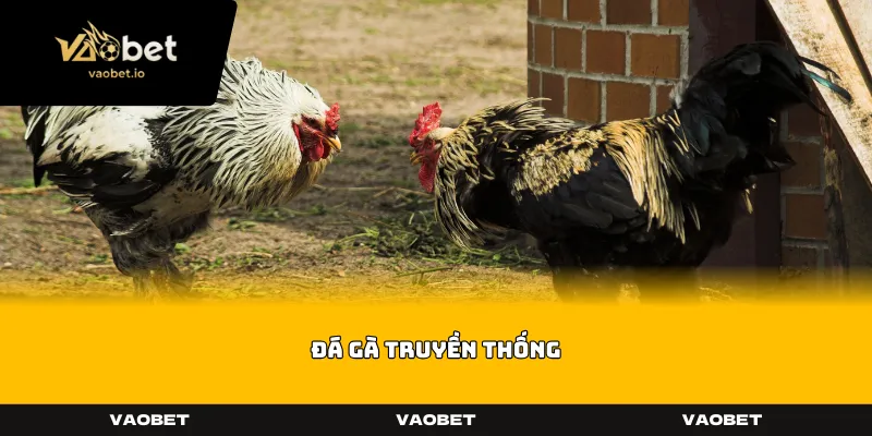 Đá Gà Truyền Thống